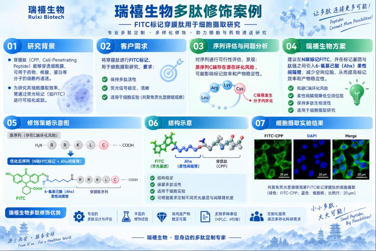 瑞禧生物多肽修饰案例