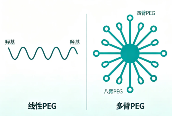 多臂PEG