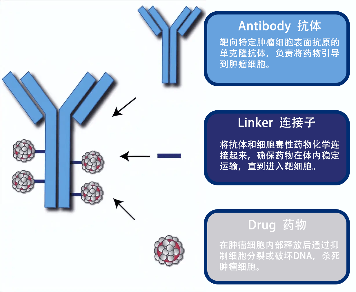 ADC抗体偶联定制