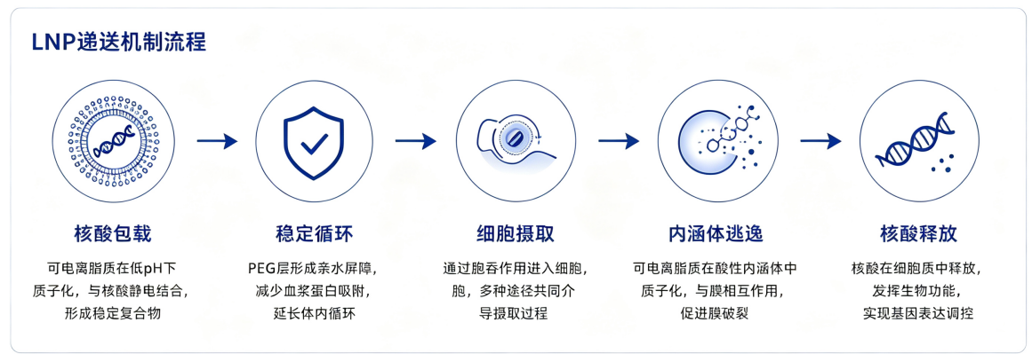 LNP递送机制