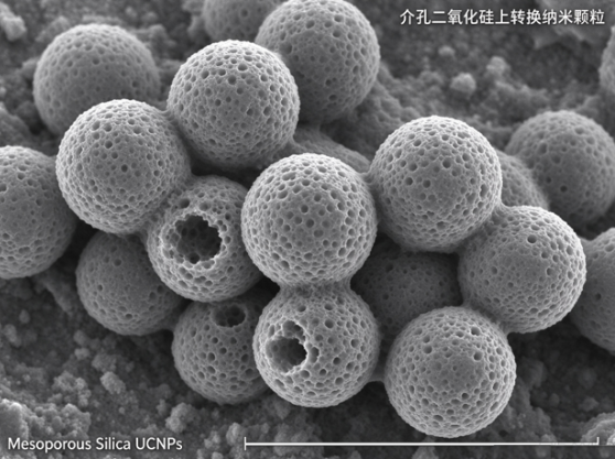 介孔二氧化硅上转换纳米颗粒 R-415261