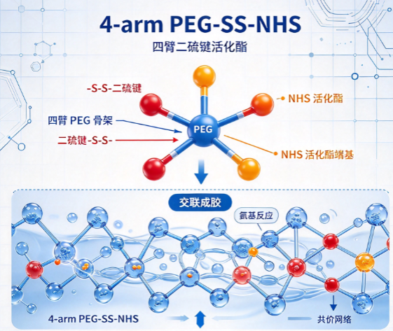 4-arm PEG-SS-NHS，四臂二硫键活化酯可注射还原响应水凝胶 R-461863