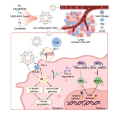 Engineering PD-L1 targeted liposomal canagliflozin achieves multimodal synergistic cancer therapy 配图