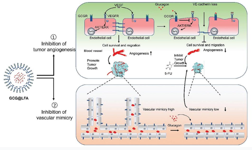 Glucagon Enhances Chemotherapy Efficacy By Inhibition of Tumor Vessels in Colorectal Cancer 配图