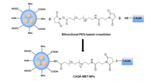 CAQK modification enhances the targeted accumulation of metformin-loaded nanoparticles in rats with spinal cord injury 配图