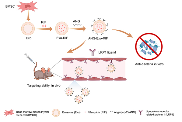 Angiopep-2 Modified Exosomes Load Rifampicin with Potential for Treating Central Nervous System Tuberculosis 配图
