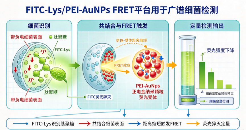 Detection of Broad Spectrum Bacteria Using a FITC-Lysozyme and Positively Charged AuNPs Constructed FRET Platform 配图