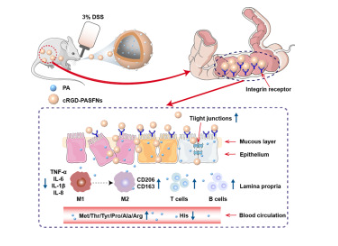 cRGD peptide incorporated with patchouli alcohol loaded silk fibroin nanoparticles for enhanced targeting of inflammatory sites in colitis