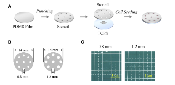 Influence of Colonies’ Morphological Cues on Cellular Uptake Capacity of Nanoparticles 配图