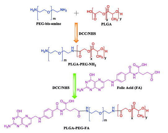 Folate Receptor-Targeted PLGA-PEG Nanoparticles in Tumor Research