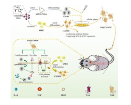 Inter-synergized neuroprotection of costunolide engineered bone marrow mesenchymal stem cells targeting system 配图