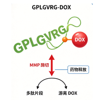 GPLGVRG-DOX，MMP酶切型小分子前药定制 R-342227