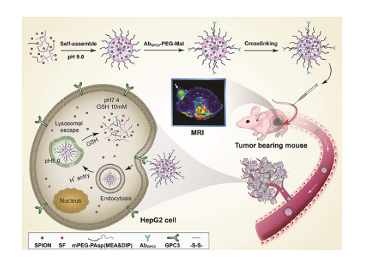 A reduction and pH dual-sensitive nanodrug for targeted theranostics in hepatocellular carcinoma 配图