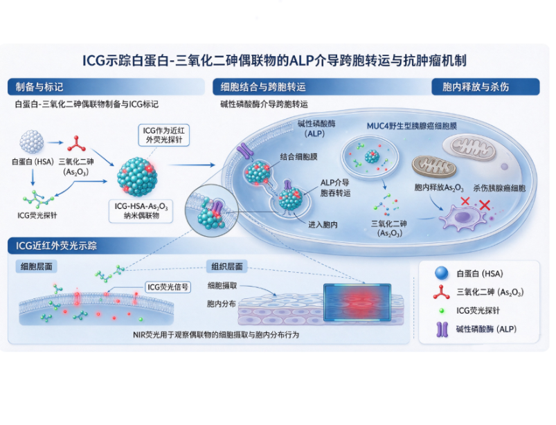 Albumin conjugation promotes arsenic trioxide transport through alkaline phosphatase-associated transcytosis in MUC4 wildtype pancreatic cancer cells 配图