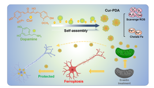 Curcumin–polydopamine nanoparticles alleviate ferroptosis by iron chelation and inhibition of oxidative stress damage 配图
