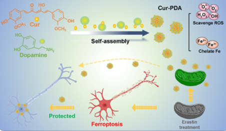 Cur-PDA NPs