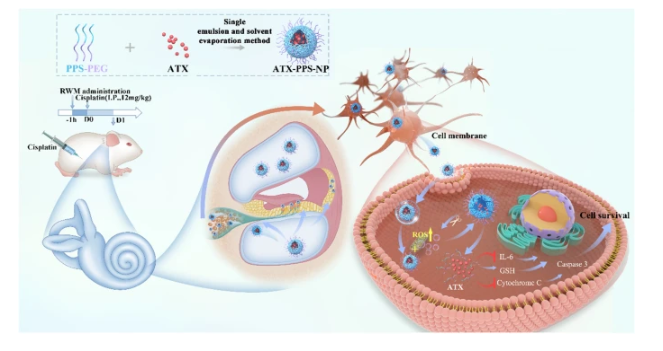 An enhanced antioxidant strategy of astaxanthin encapsulated in ROS-responsive nanoparticles for combating cisplatin-induced ototoxicity 