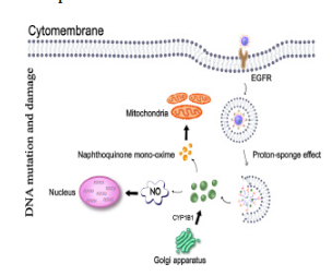 A pH-responsive cetuximab-conjugated DMAKO-20 nano-delivery system for overcoming K-ras mutations and drug resistance in colorectal carcinoma 配图