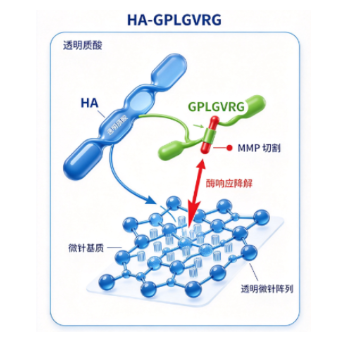 HA-GPLGVRG，MMP可降解透明质酸 R-723877