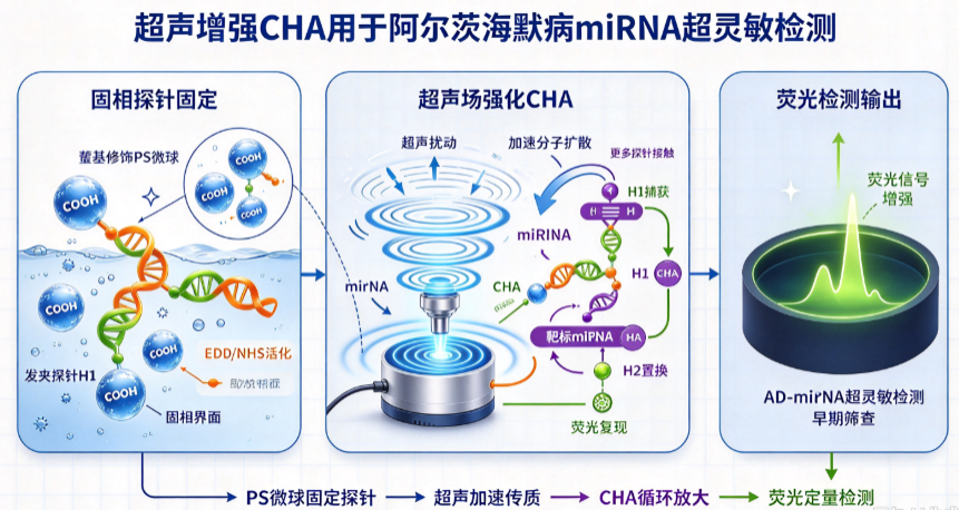 Ultrasound-enhanced catalytic hairpin assembly capable of ultrasensitive microRNA biosensing for the early screening of Alzheimer's disease 配图