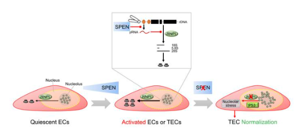 Repression of rRNA gene transcription by endothelial SPEN deficiency normalizes tumor vasculature via nucleolar stress 配图