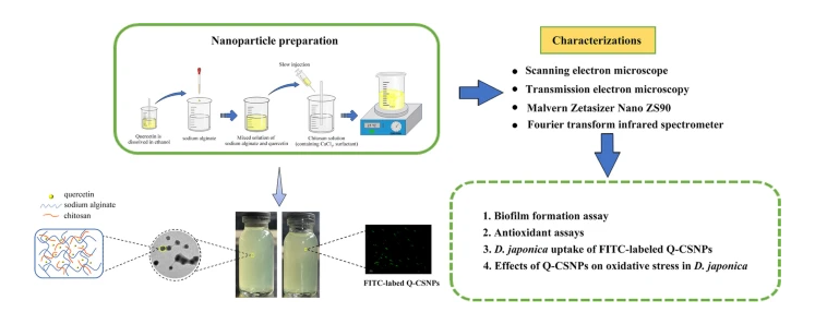 FITC-chitosan