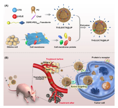 Active targeting of orthotopic glioma using biomimetic liposomes co-loaded elemene and cabazitaxel modified by transferritin 配图