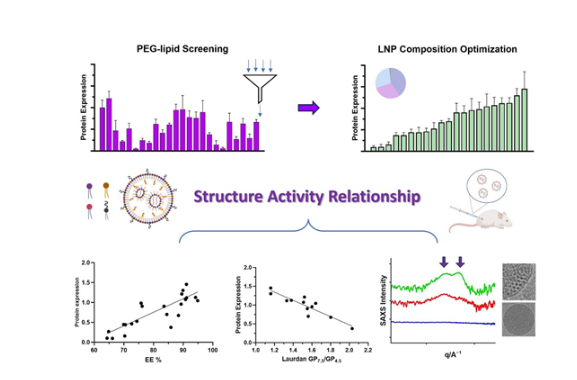 PEGylated lipid screening, composition optimization, and structure-activity relationship determination for lipid nanoparticle-mediated mRNA delivery 配图