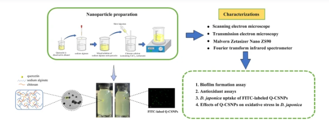 Preparation of Nanoparticles Loaded with Quercetin and Effects on Bacterial Biofilm and LPS-Induced Oxidative Stress in Dugesia japonica 配图