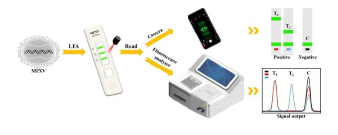 Point-of-care detection of Monkeypox virus clades using high-performance upconversion nanoparticle-based lateral flow assay  配图