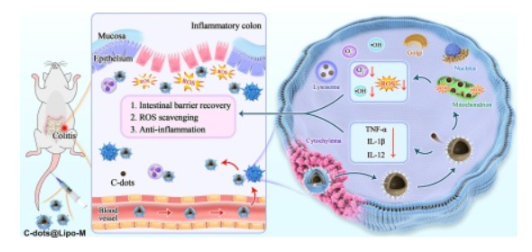 Macrophage-biomimetic liposomes delivery of carbon dots nanozymes ameliorate ulcerative colitis by modulating inflammation pathways and remodeling the redox microenvironment 配图