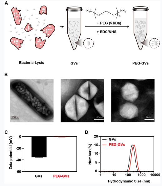 Modification of PEG reduces the immunogenicity of biosynthetic gas vesicles 配图