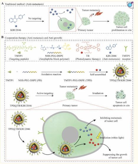 Cooperation therapy between anti-growth by photodynamic-AIEgens and anti-metastasis by small molecule inhibitors in ovarian cancer 配图