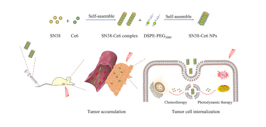 High payload nanoparticles composed of 7-ethyl-10-hydroxycamptothecin and chlorin e6 for synergistic chemo-photodynamic combination therapy 配图