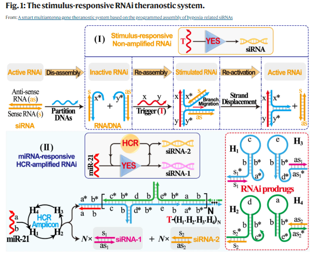 小干扰 RNA（siRNA）前药