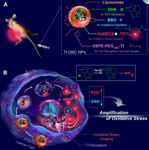 A cancer-specific activatable theranostic nanodrug for enhanced therapeutic efficacy via amplification of oxidative stress 配图