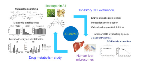 Ilexsaponin A1: In vitro metabolites identification and evaluation of inhibitory drug-drug interactions 配图