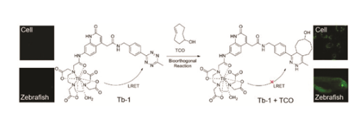 Bioorthogonal Time-Resolved Luminogenic Probe for Metabolic Labelling and Imaging of Glycans 配图