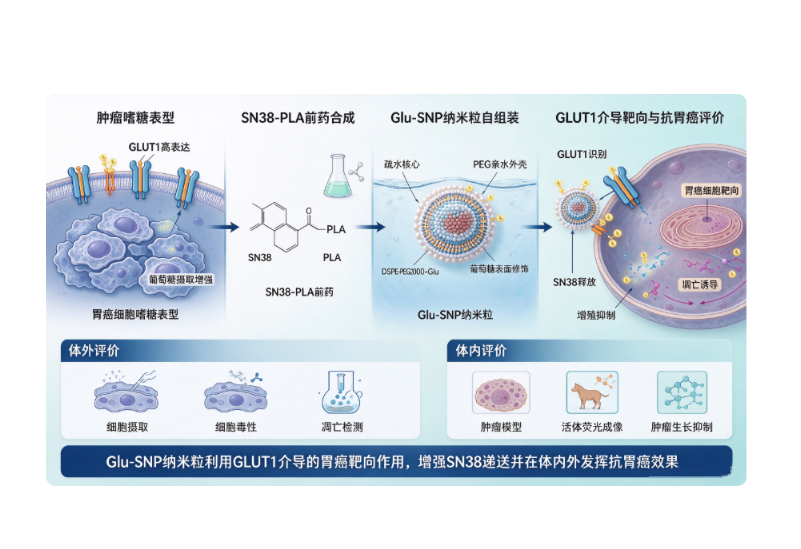 Sweet tooth-oriented SN38 prodrug delivery nanoplatform for targeted gastric cancer therapy 配图