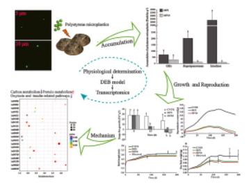 Microplastics influence physiological processes, growth and reproduction in the Manila clam, Ruditapes philippinarum 配图