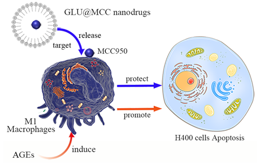 Glucose-PEG2000-PLGA构建的GLU@MCC纳米药物