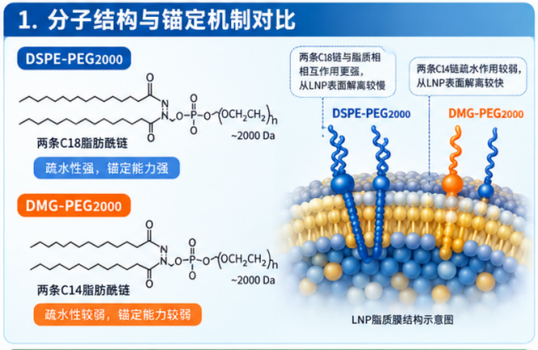 DSPE-PEG2000与DMG-PEG2000