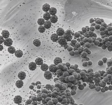 水溶性铂纳米颗粒 1nm-100nm 纳米铂粒子胶体 R-685802