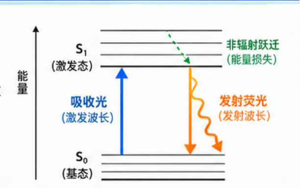 荧光标记定制中染料