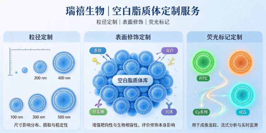 空白脂质体定制