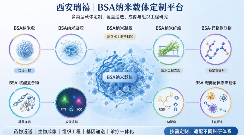 牛血清白蛋白纳米载体定制