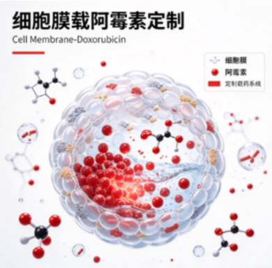 细胞膜载阿霉素定制,Cell Membrane Coated Doxorubicin R-807533