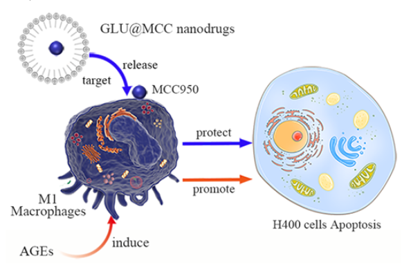 Therapeutic Effect of a Novel M1 Macrophage-Targeted Nanodrug in Chronic Periodontitis Mice  配图