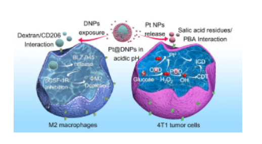 Binary regulation of the tumor microenvironment by a pH-responsive reversible shielding nanoplatform for improved tumor chemo-immunotherapy