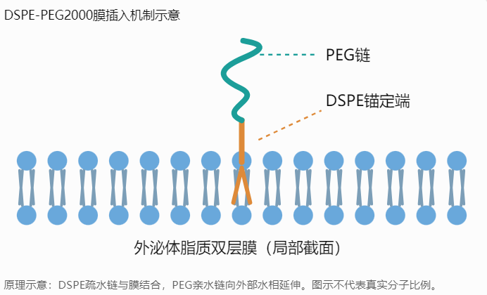 DSPE-PEG2000膜插入机制示意